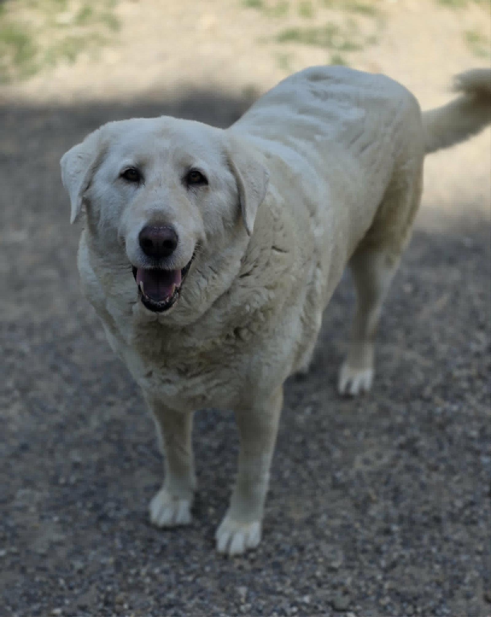 Bell Bell, a Adoptable Akbash in Woodsfield, OH image 1/3