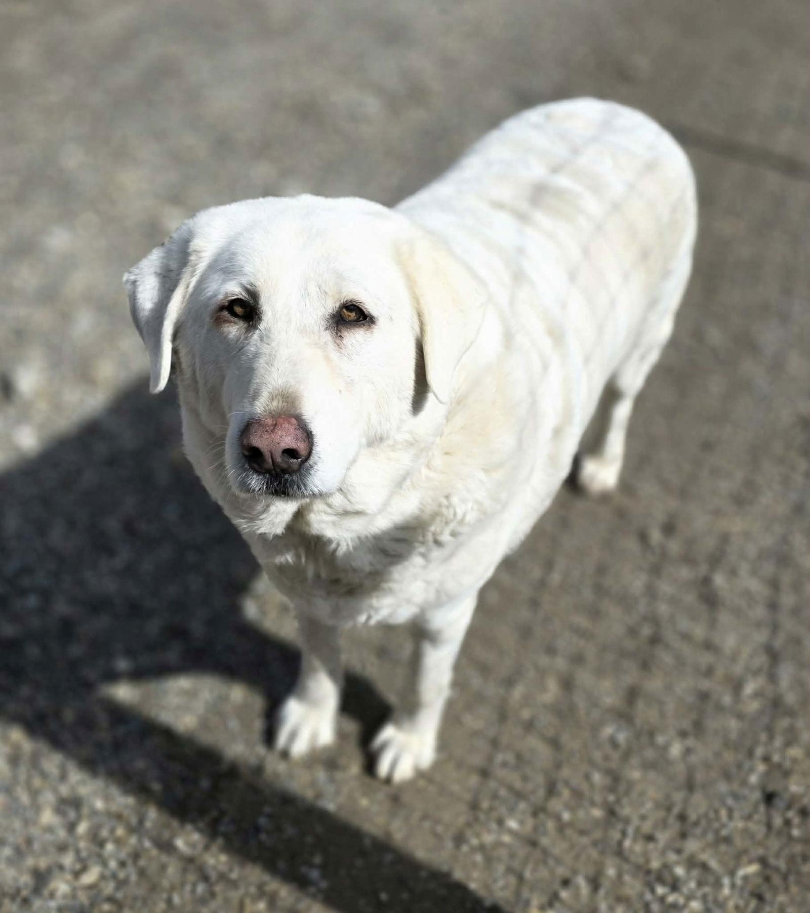 Bell Bell, Adoptable, Adult Female Akbash.