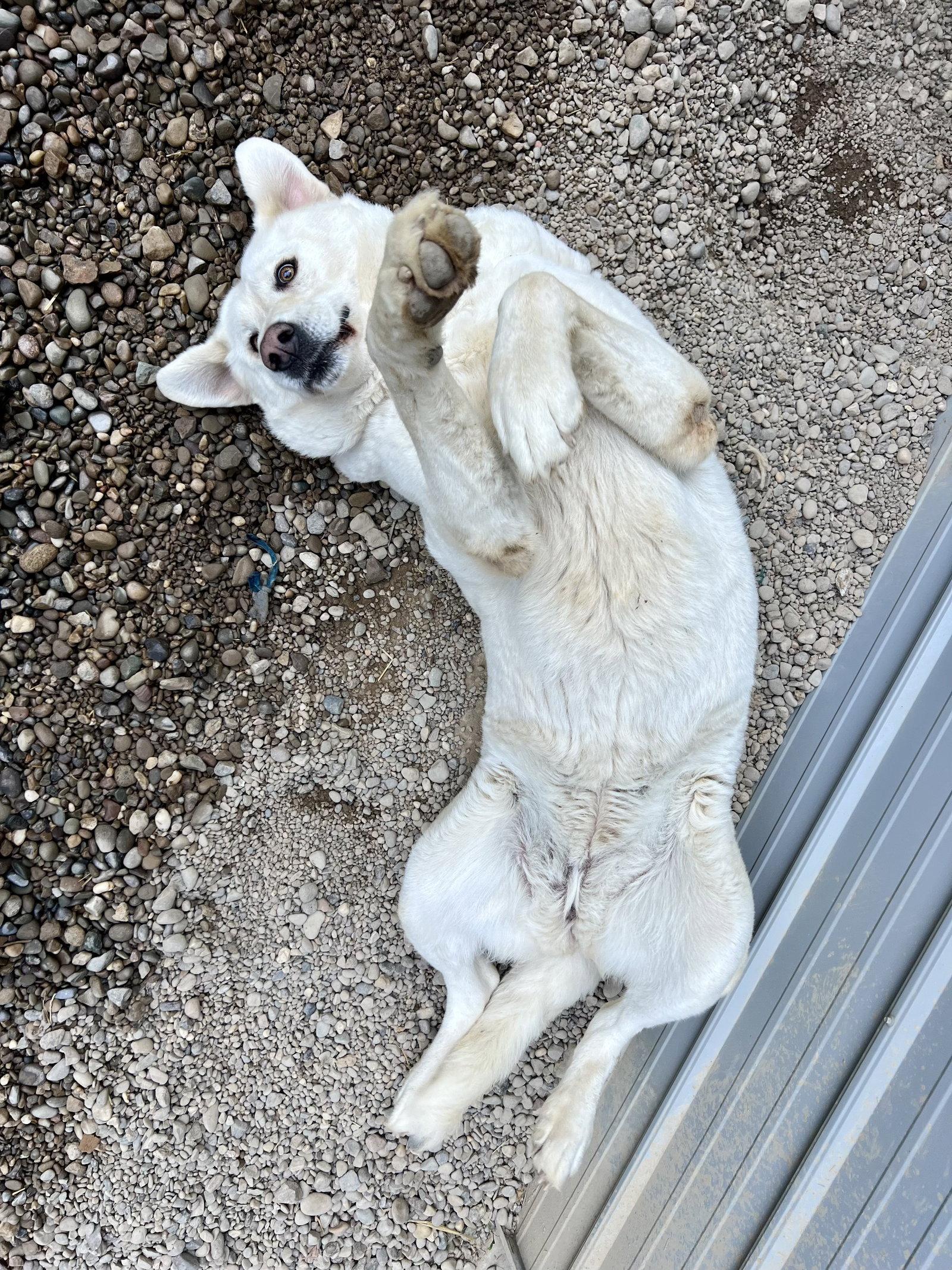 Bell Bell, a Adoptable Akbash in Woodsfield, OH image 2/3