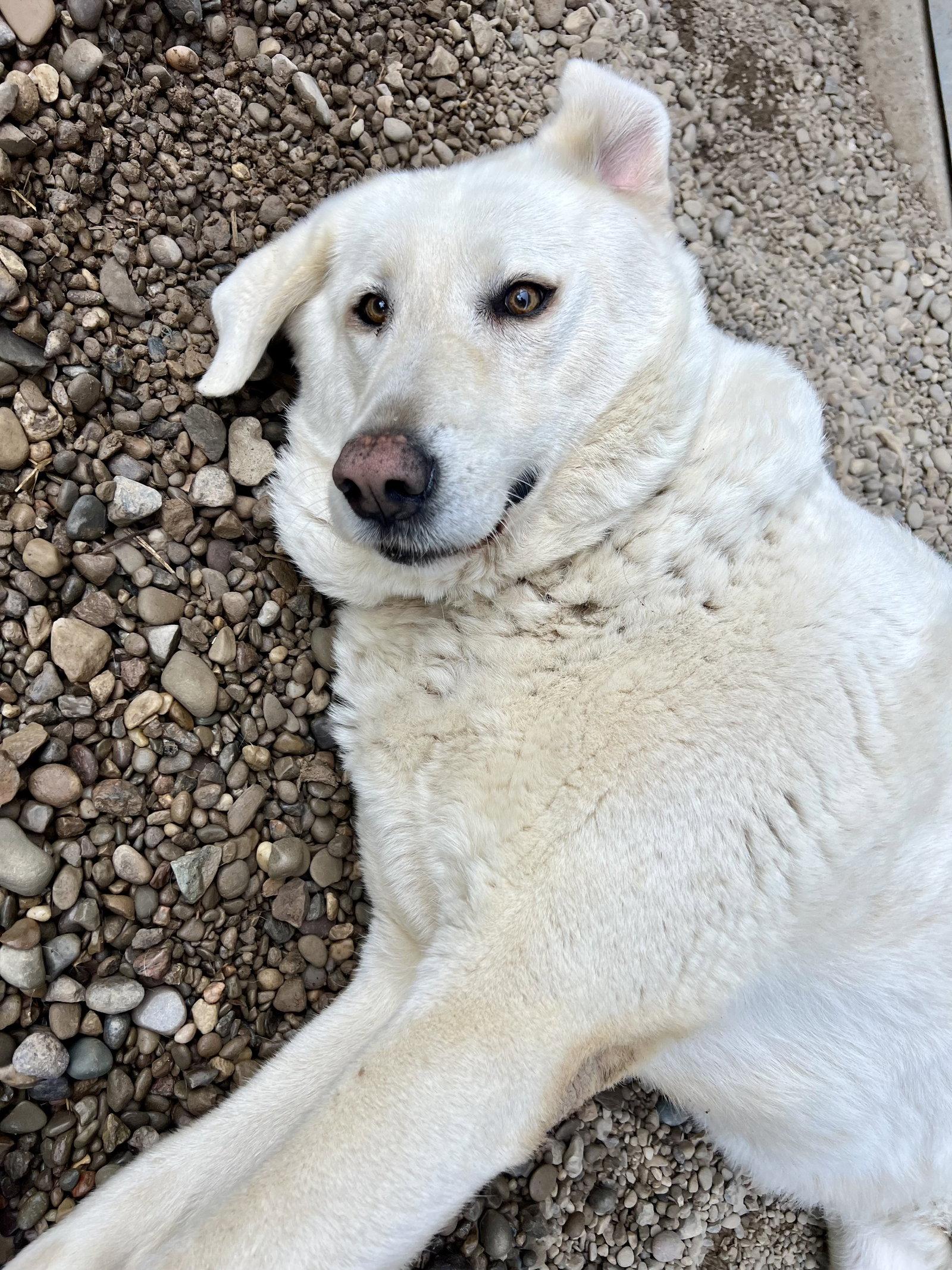 Bell Bell, a Adoptable Akbash in Woodsfield, OH image 3/3