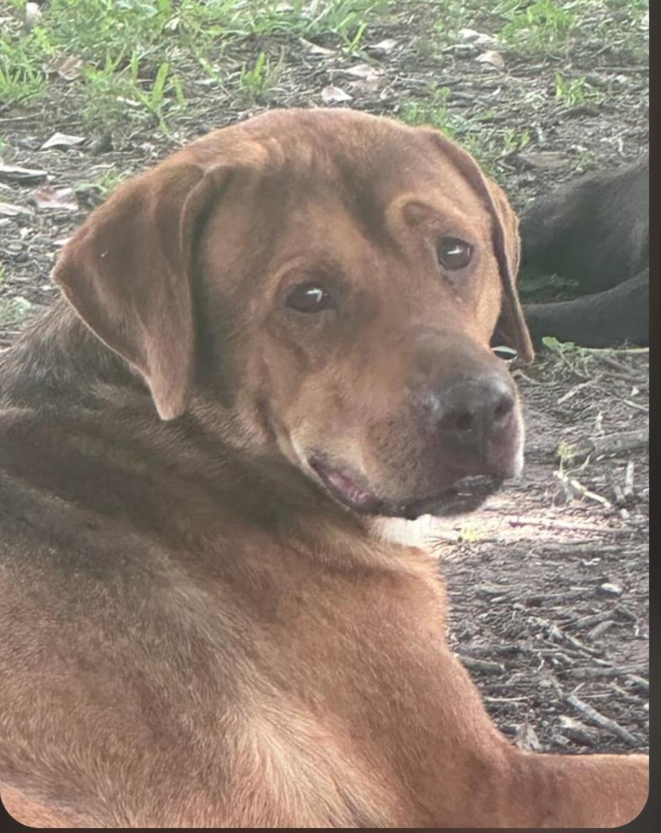 Enlarge Blue, a Adoptable mixed breed in Williston, VT image 1/3