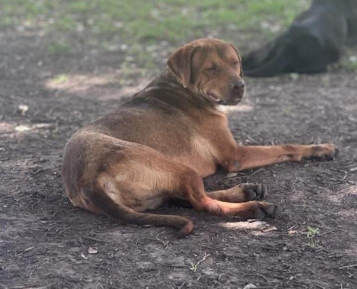 Enlarge Blue, a Adoptable mixed breed in Williston, VT image 3/3