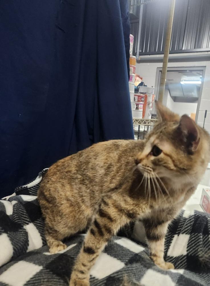 SYDNEY @ PETSMART JACKSON TN, Adoptable, Adult Female Domestic Short Hair & Tabby.