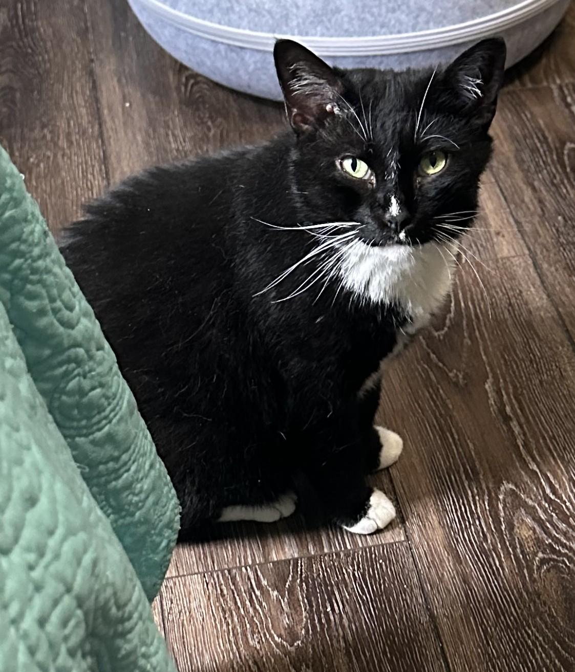 Omar, Adoptable, Adult Male Tuxedo & Domestic Short Hair.