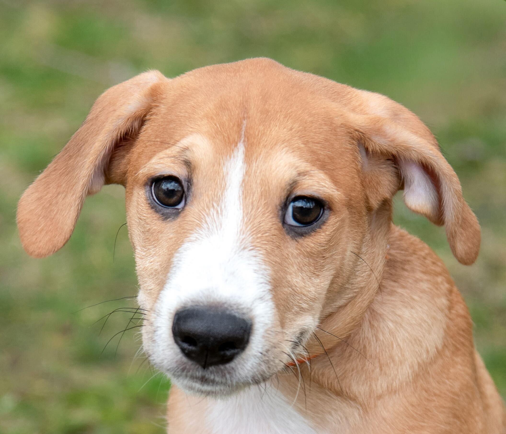 Dewey — thumbnail 2