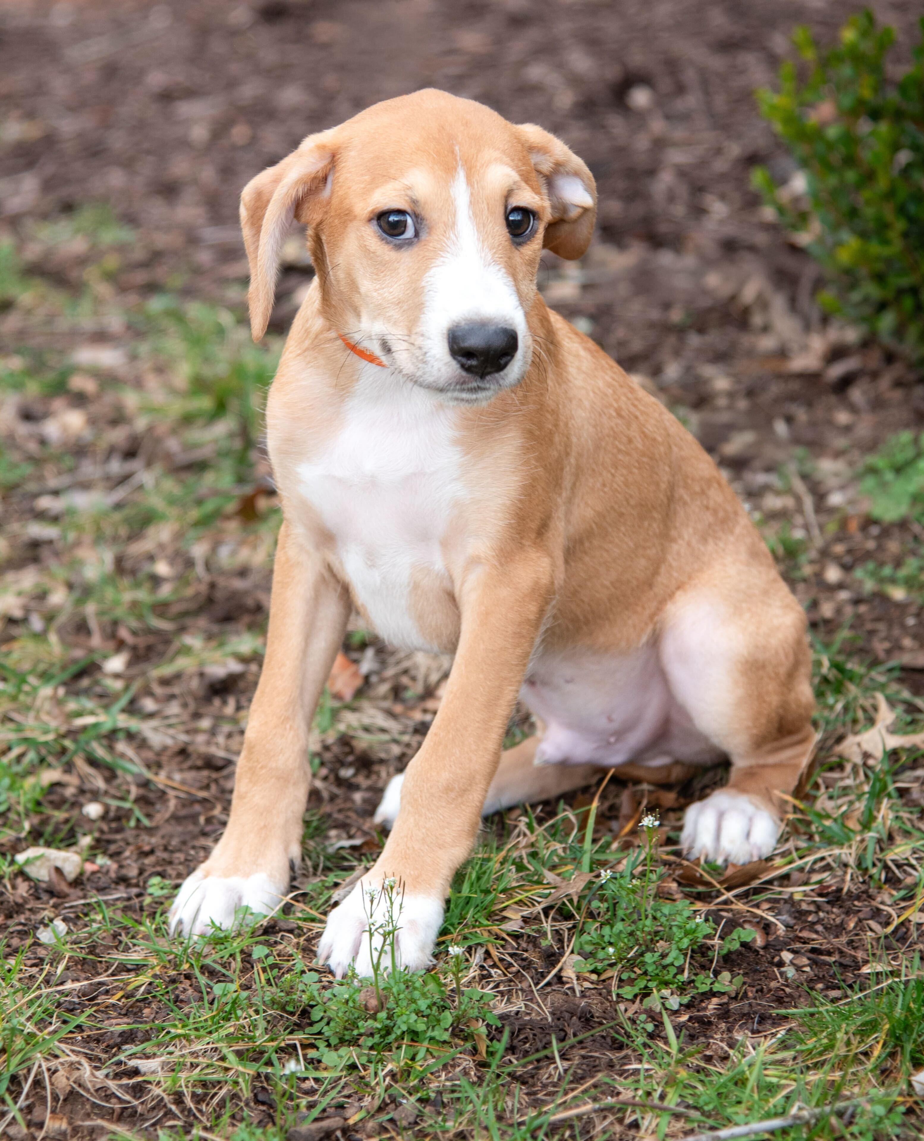 Dewey — thumbnail 5