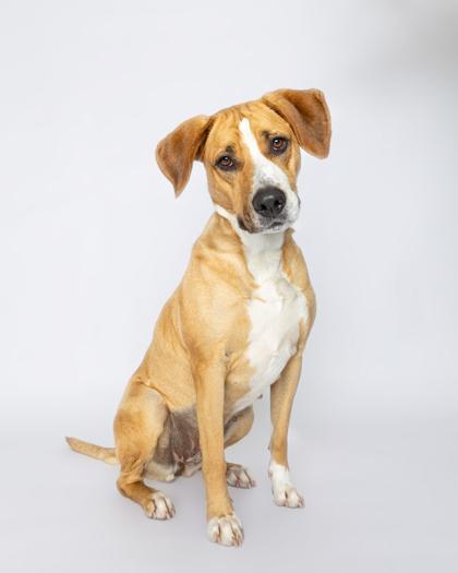 Harley, Adoptable, Adult Female Mixed Breed & Mixed Breed.
