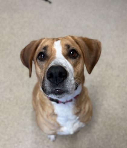 Harley, Adoptable, Adult Female Mixed Breed & Mixed Breed.