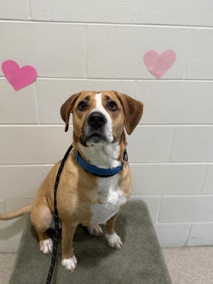 Enlarge Harley, a Adoptable Mixed Breed in Harbor Springs, MI image 3/3