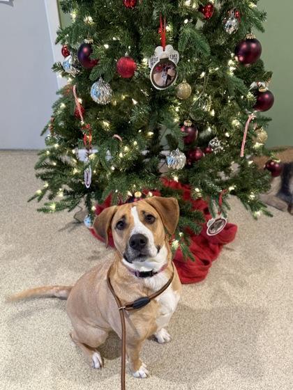 Enlarge Harley, a Adoptable Mixed Breed in Harbor Springs, MI image 3/3