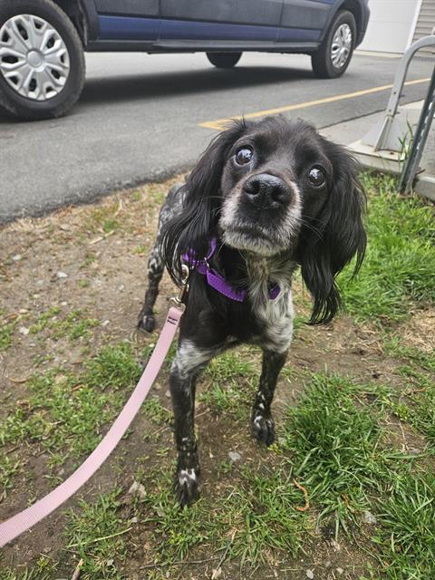 Enlarge MILI, a Adoptable English Cocker Spaniel in Methuen, MA image 1/1