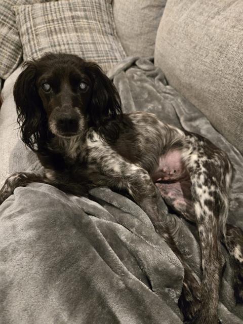 MILI, Adoptable, Adult Female English Cocker Spaniel.