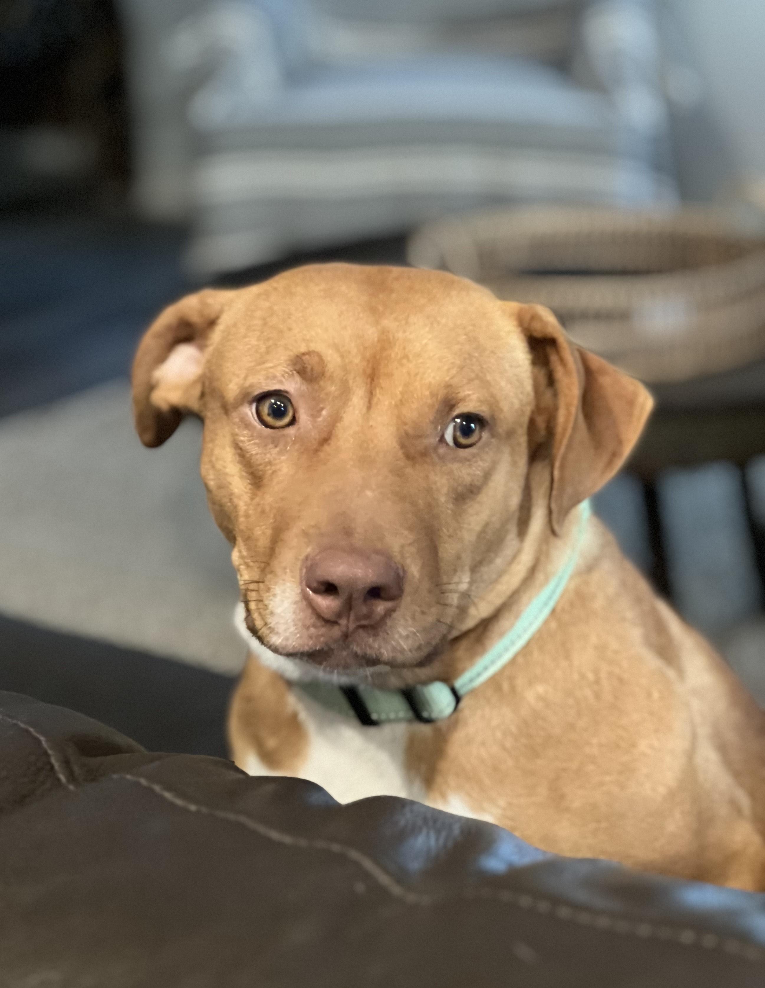 RUBY-Practically Perfect, ADOPTABLE, Young Female Pit Bull Terrier & Mixed Breed.