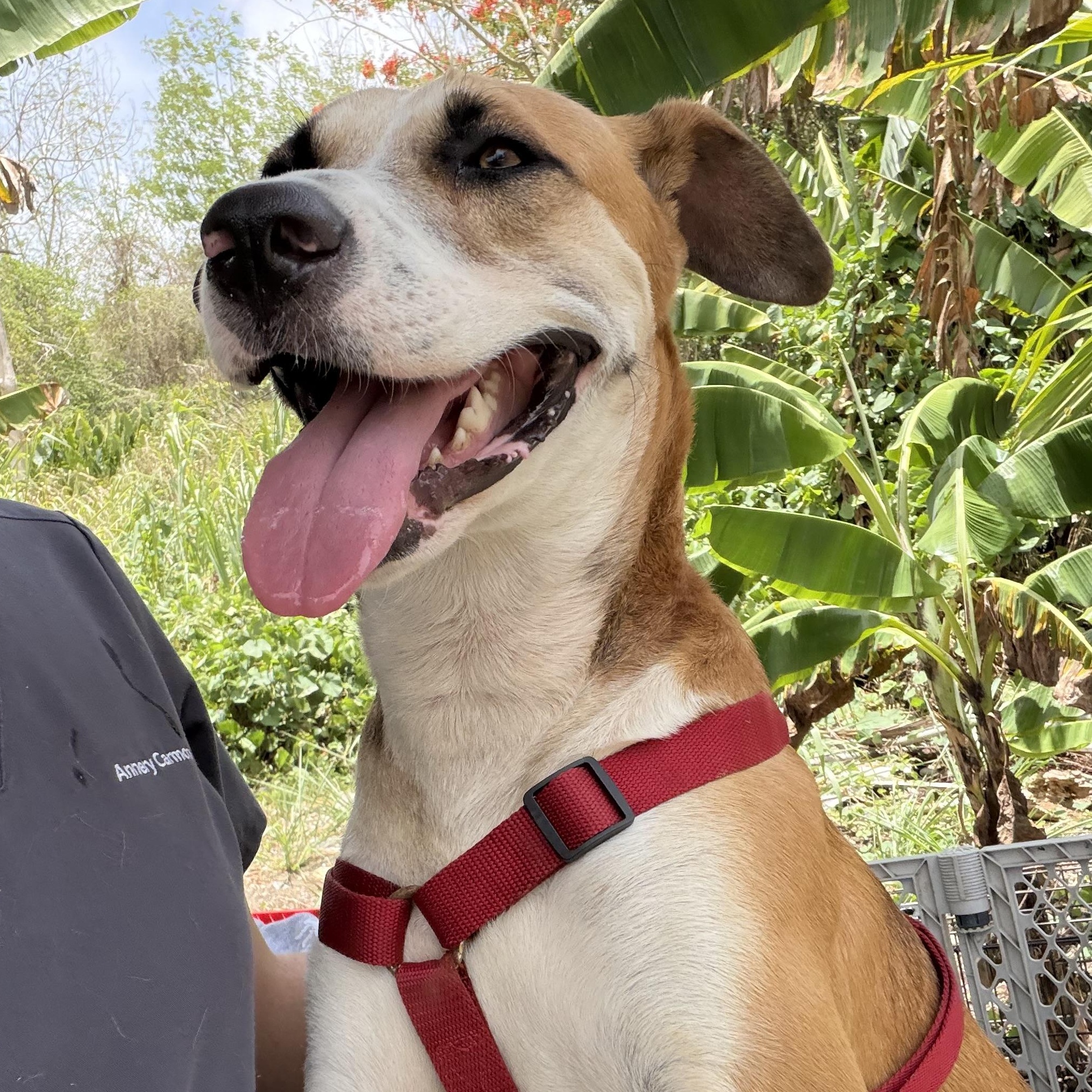 Enlarge Louis - The Big Playful Lovebug, a Adoptable mixed breed in NORTH BERGEN, NJ image 3/6