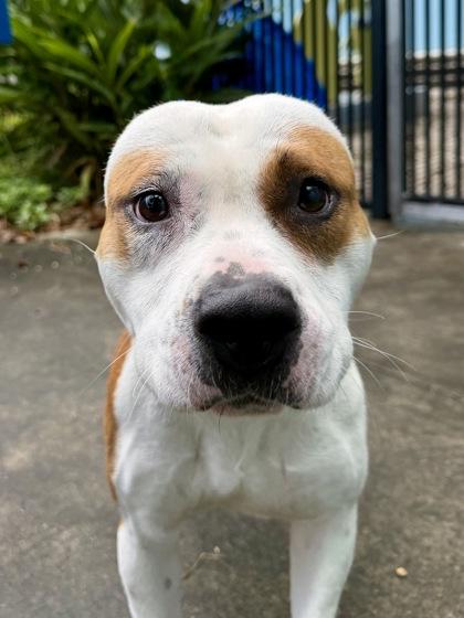 Enlarge Ivy, a Adoptable mixed breed in New Orleans, LA image 1/2