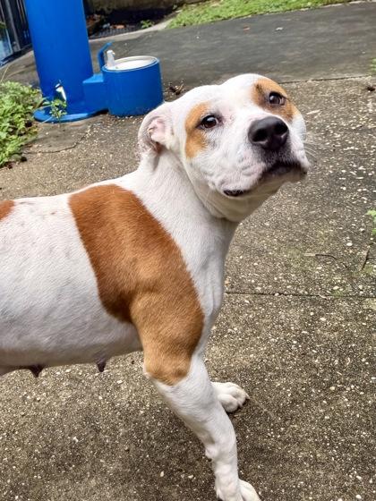 Enlarge Ivy, a Adoptable mixed breed in New Orleans, LA image 2/2