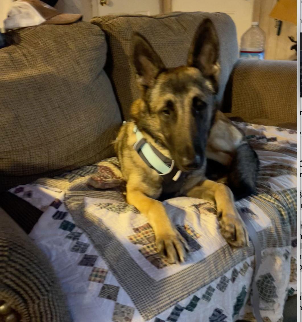 Enlarge Sadee, a Adoptable Belgian Shepherd / Malinois in Sparks, NV image 1/2