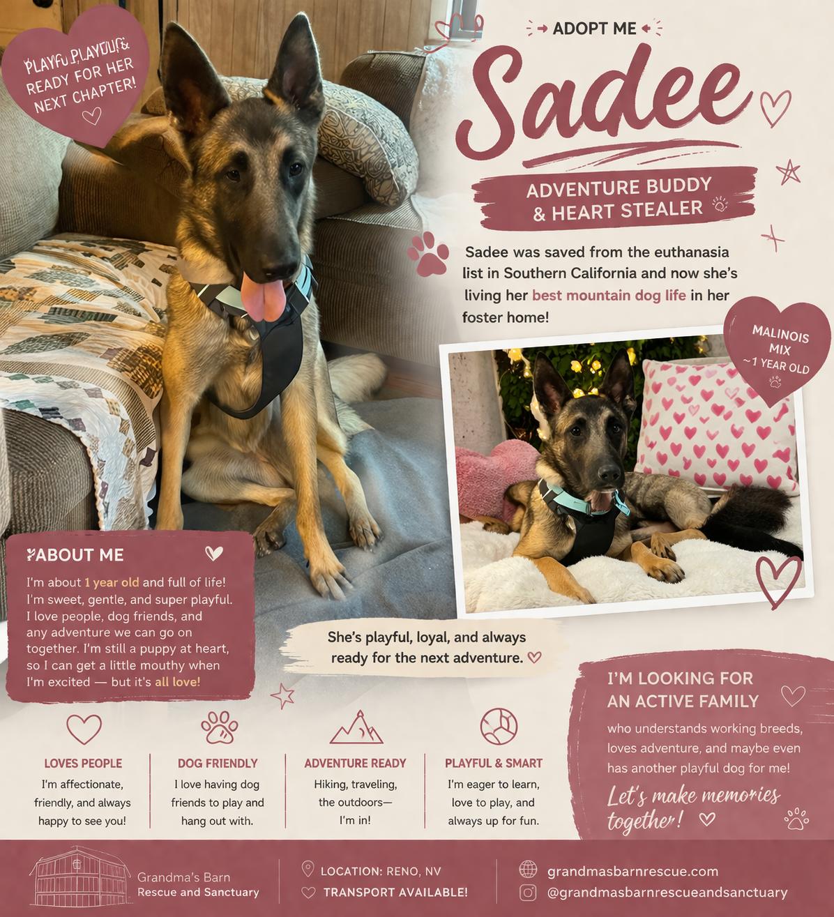 Sadee, Adopted, Young Female Belgian Shepherd / Malinois.