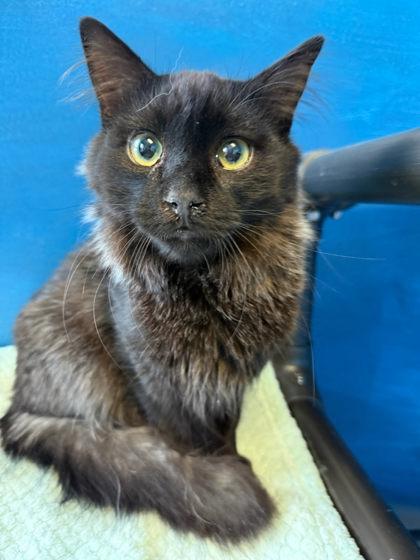 Enlarge Licorice, a Adoptable mixed breed in Harbor Springs, MI image 1/1