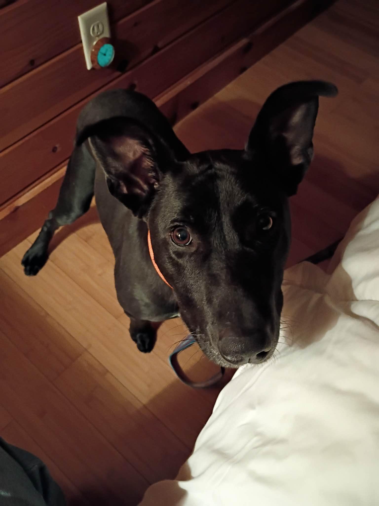 Ollie, ADOPTABLE, Adult Male Labrador Retriever & Terrier.