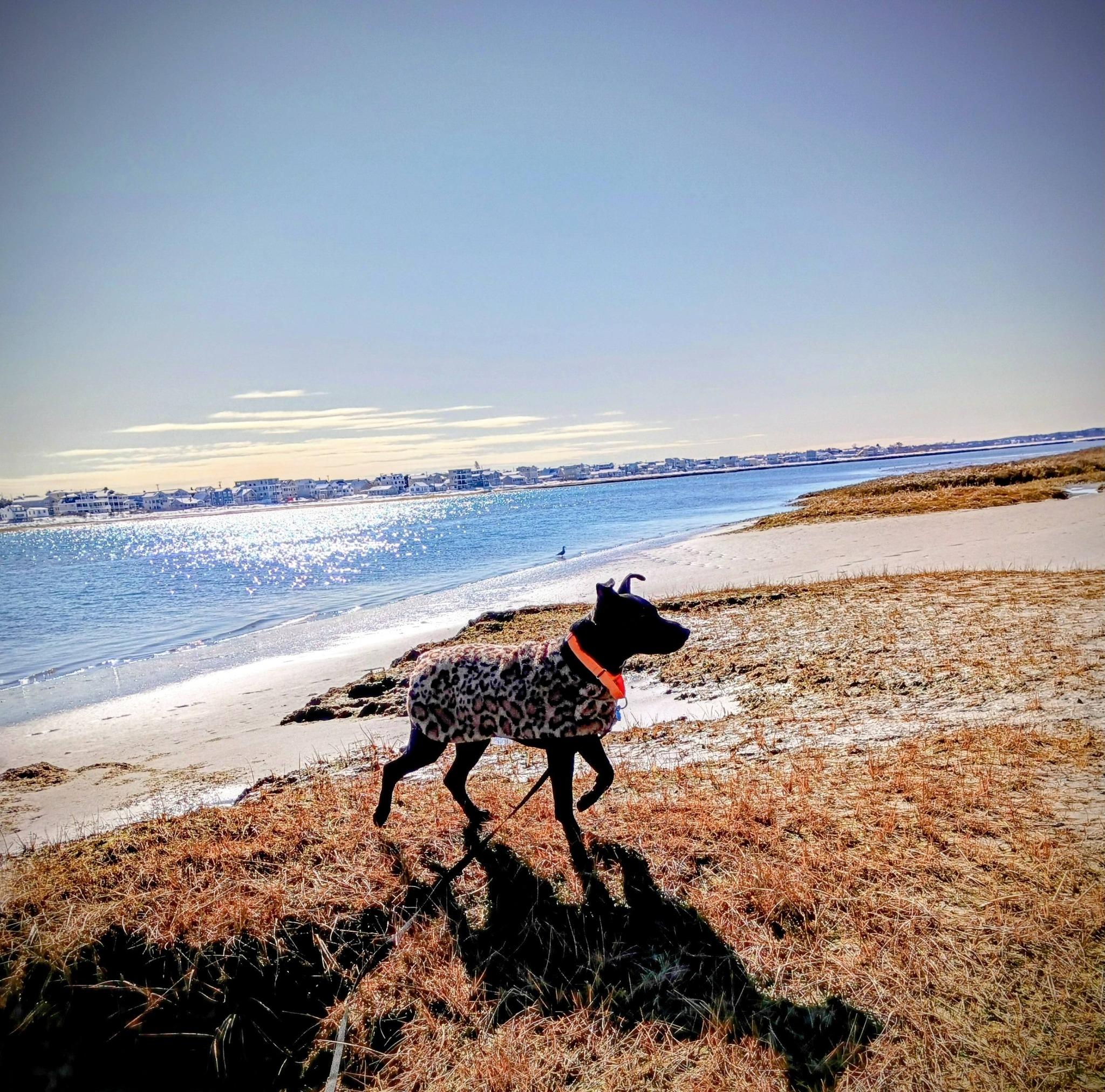 Ollie ***Reduced adoption fee for the month of February***, a ADOPTABLE mixed breed in North Berwick, ME image 1/6