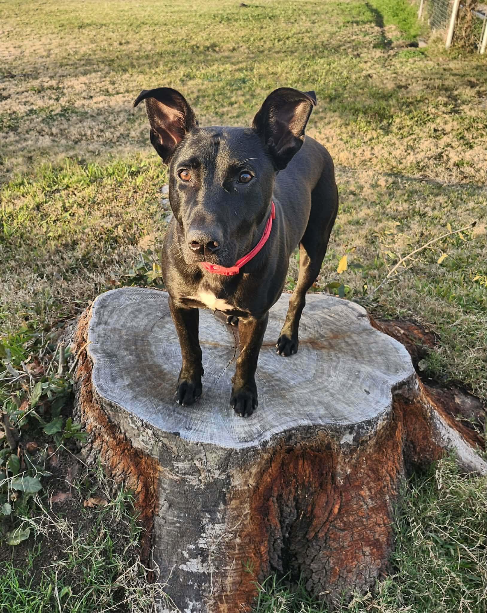 Ollie, ADOPTABLE, Adult Male Labrador Retriever & Terrier.