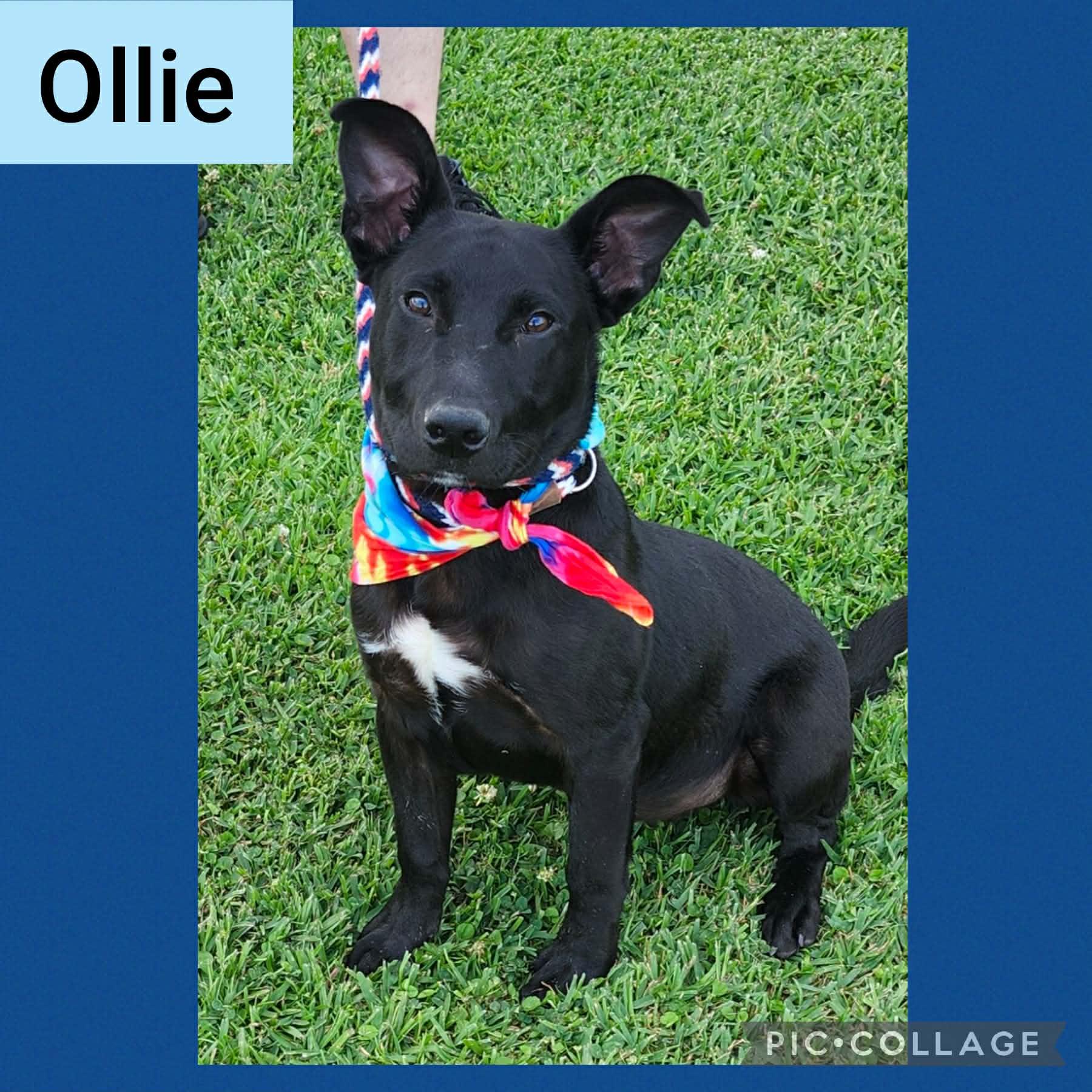 Enlarge Ollie, a ADOPTABLE mixed breed in North Berwick, ME image 2/4