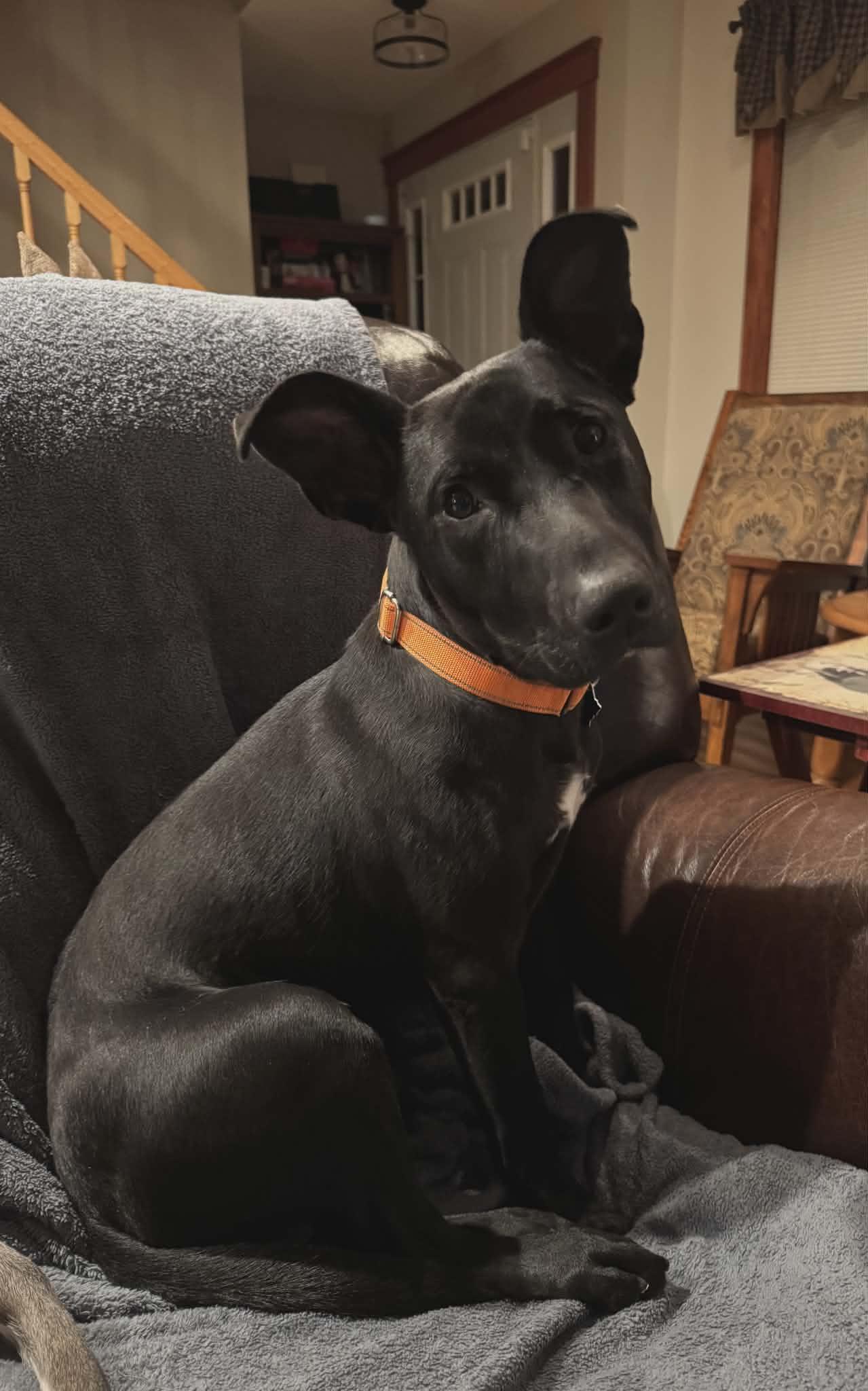 Ollie, ADOPTABLE, Young Male Labrador Retriever & Terrier.