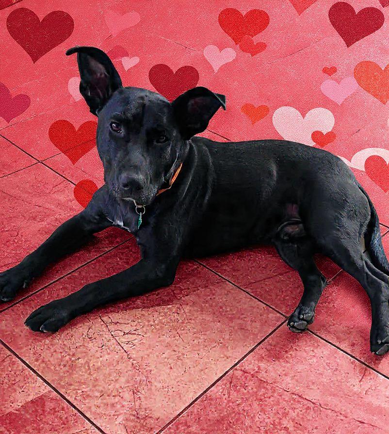 Ollie ***Reduced adoption fee for the month of February***, a ADOPTABLE mixed breed in North Berwick, ME image 2/6