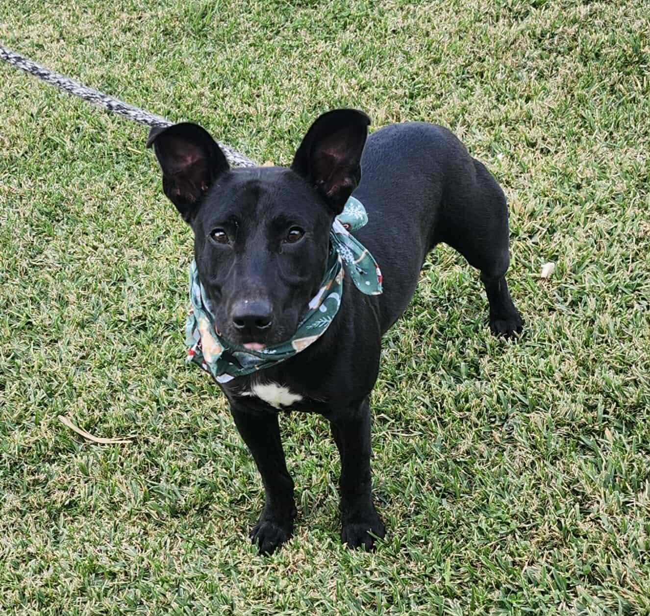 Ollie, ADOPTABLE, Adult Male Labrador Retriever & Terrier.