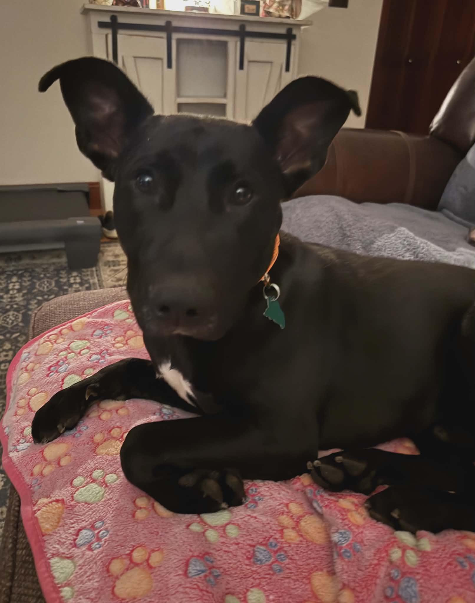 Ollie, ADOPTABLE, Young Male Labrador Retriever & Terrier.