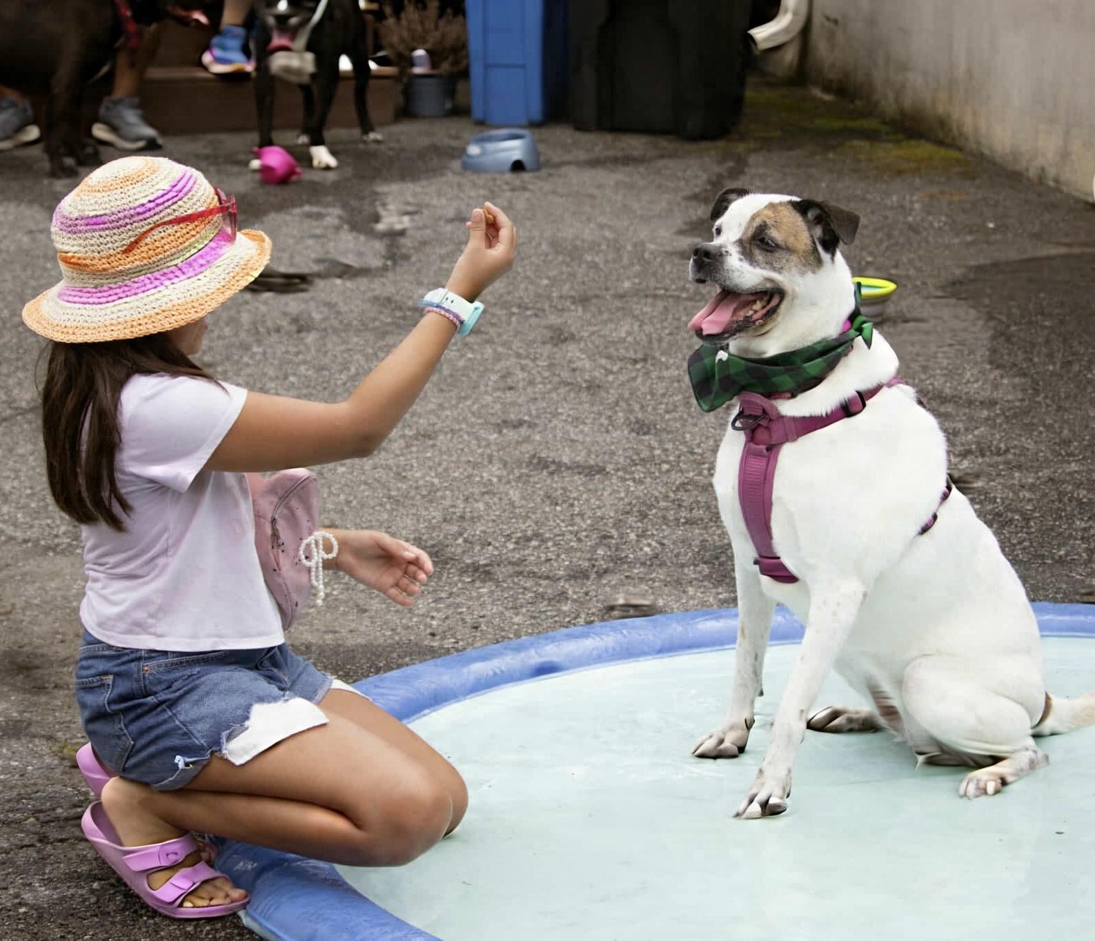 Enlarge Willa (Foster needed), a Adoptable mixed breed in Westwood, NJ image 3/6