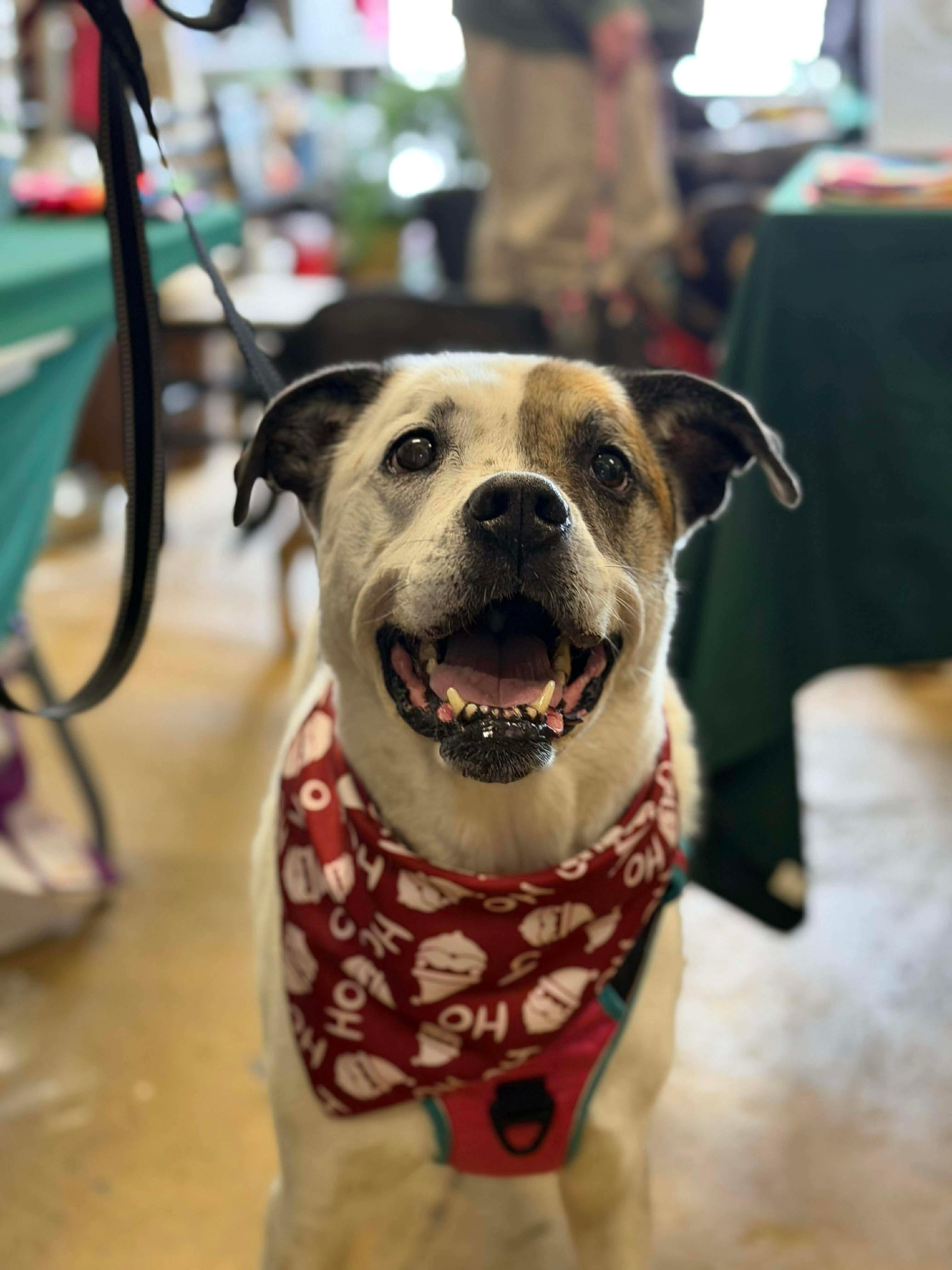 Enlarge Willa (Foster needed), a Adoptable mixed breed in Westwood, NJ image 2/6