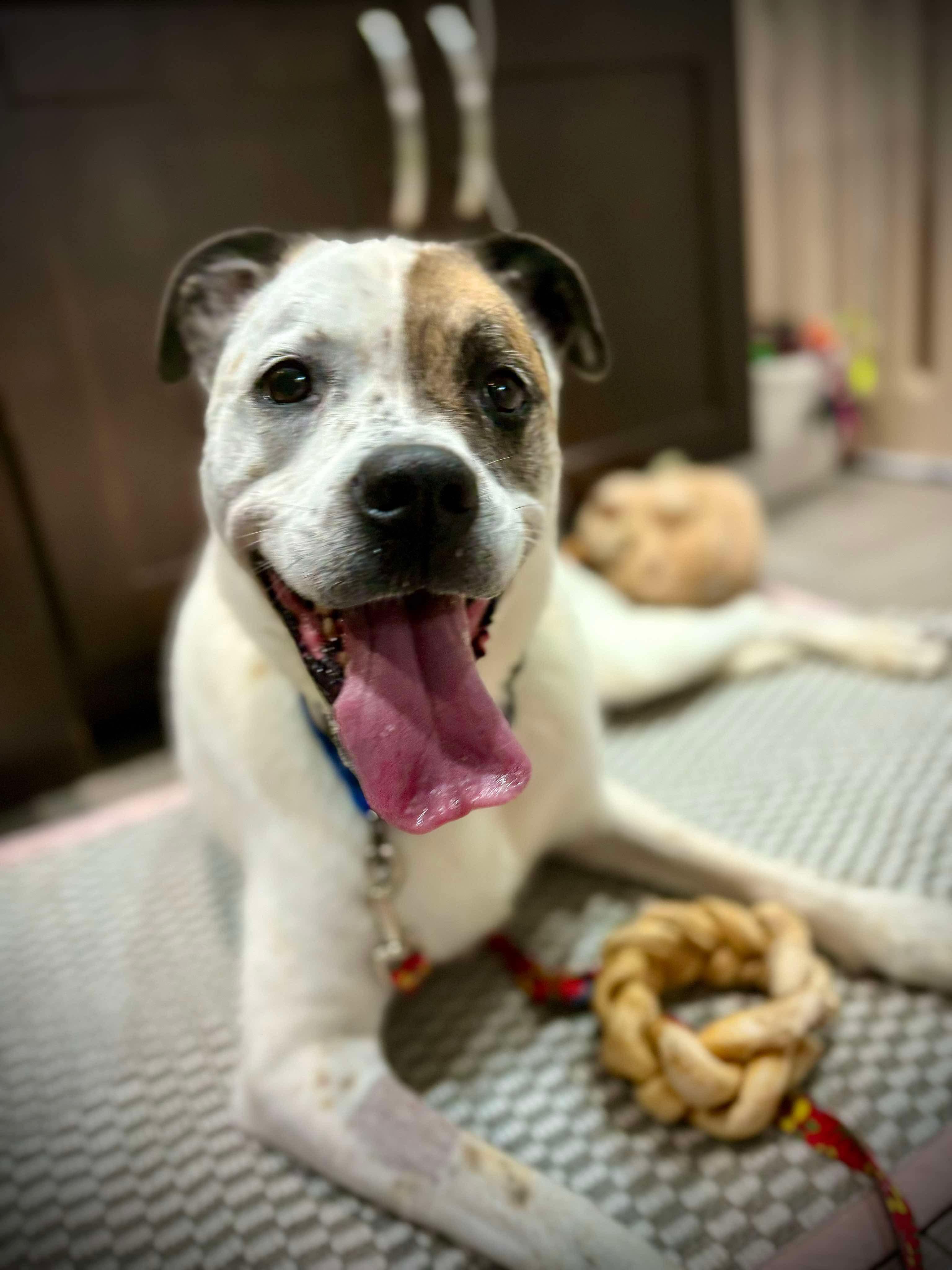 Enlarge Willa (Foster needed), a Adoptable mixed breed in Westwood, NJ image 6/6