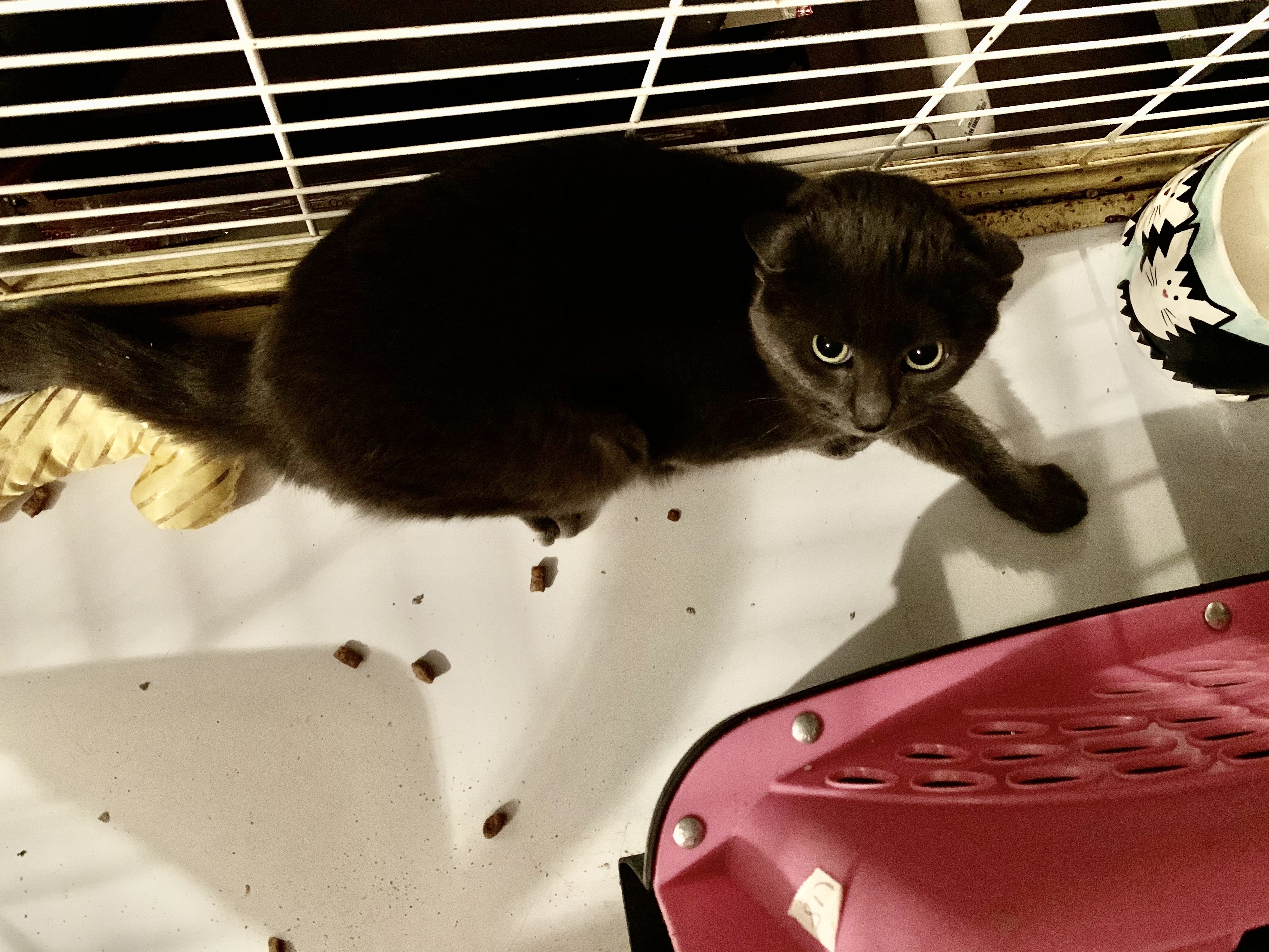 Enlarge Barn cats for adoption, a Adoptable American Shorthair in Salisbury Mills, NY image 1/10