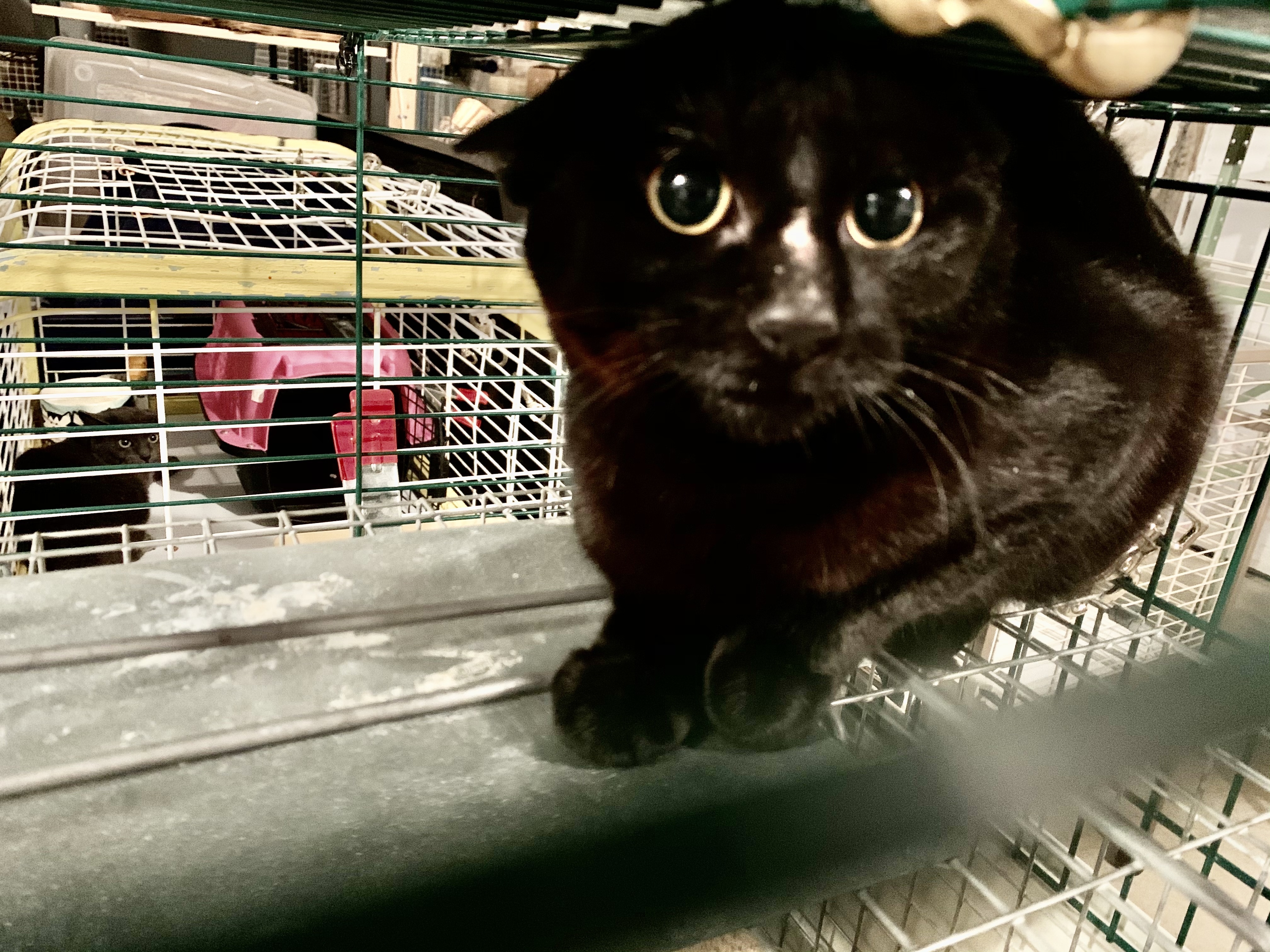 Enlarge Barn cats for adoption, a Adoptable American Shorthair in Salisbury Mills, NY image 2/10