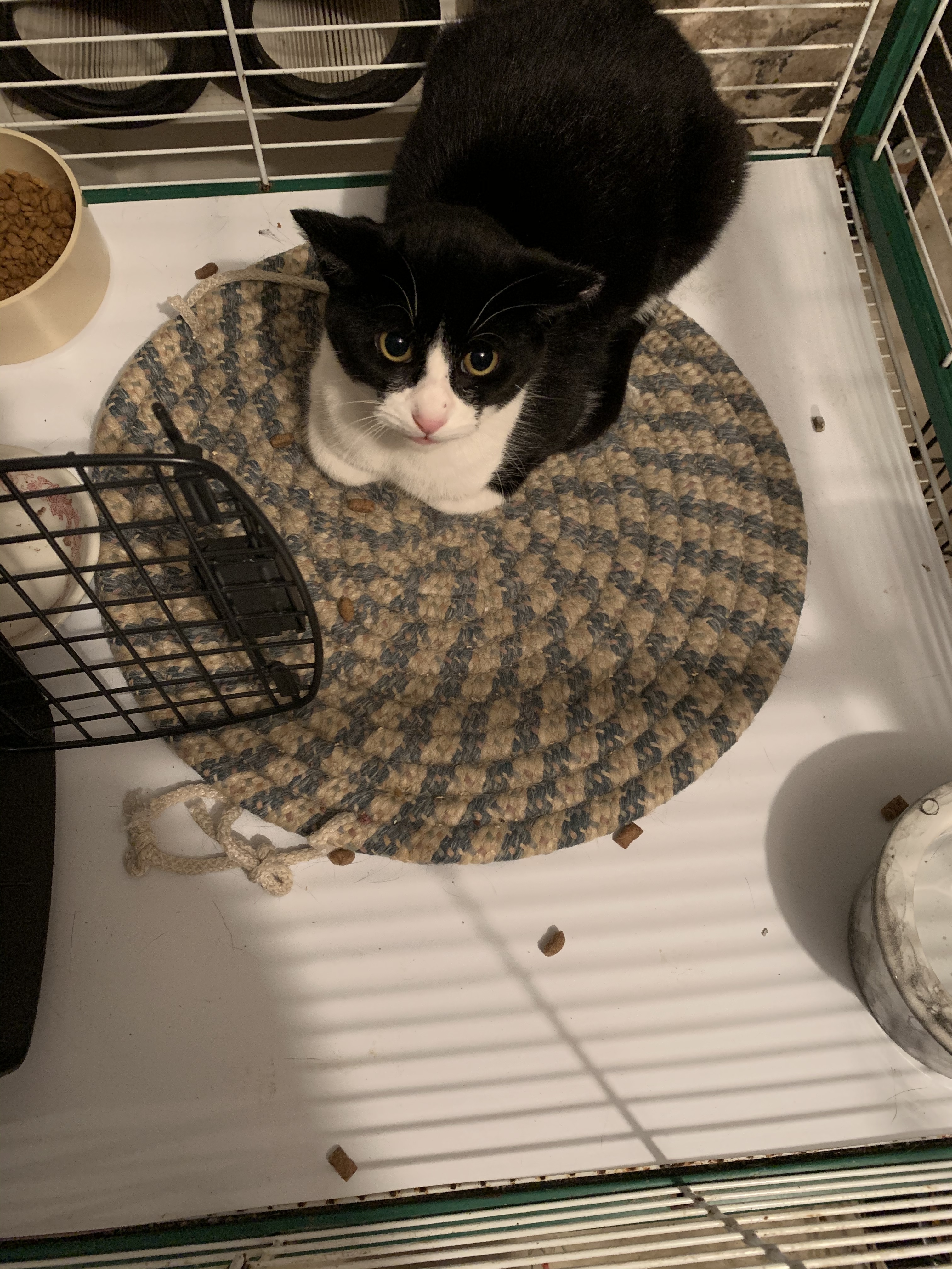 Enlarge Barn cats for adoption, a Adoptable American Shorthair in Salisbury Mills, NY image 3/10