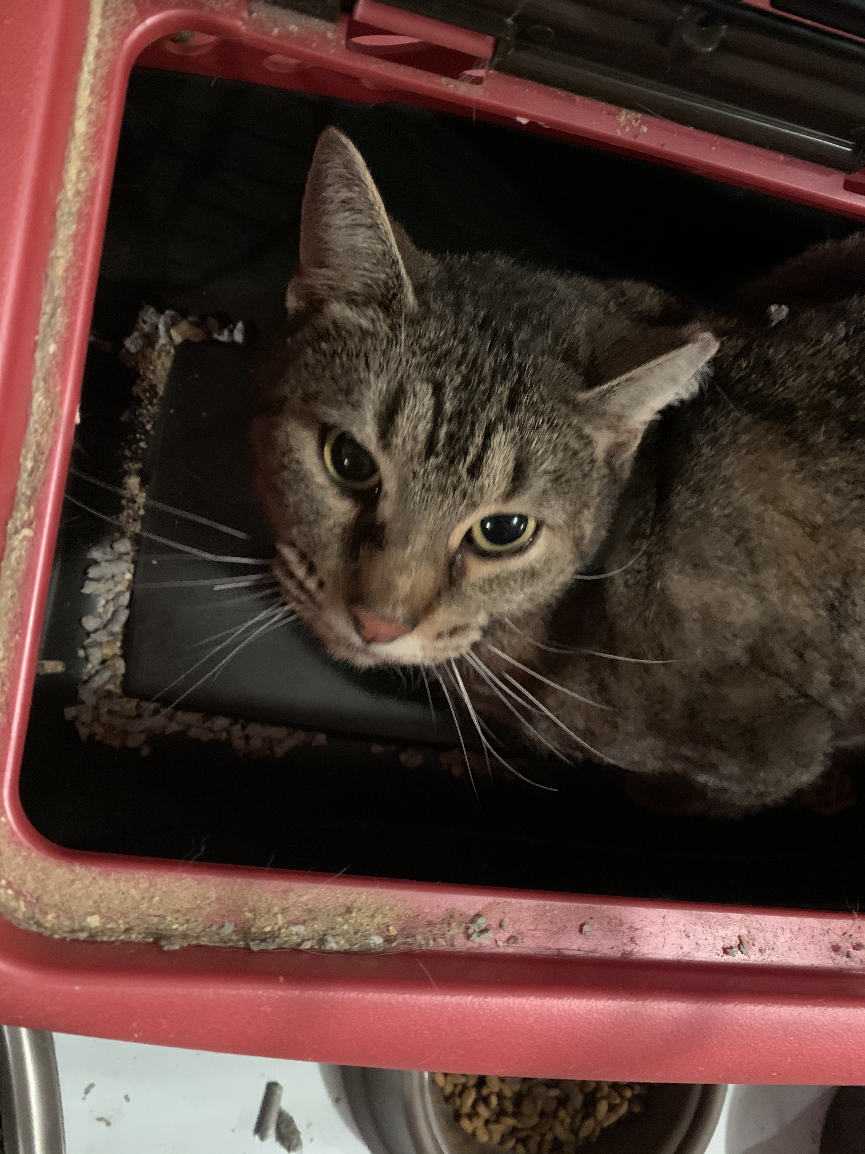 Enlarge Barn cats for adoption, a Adoptable American Shorthair in Salisbury Mills, NY image 4/10