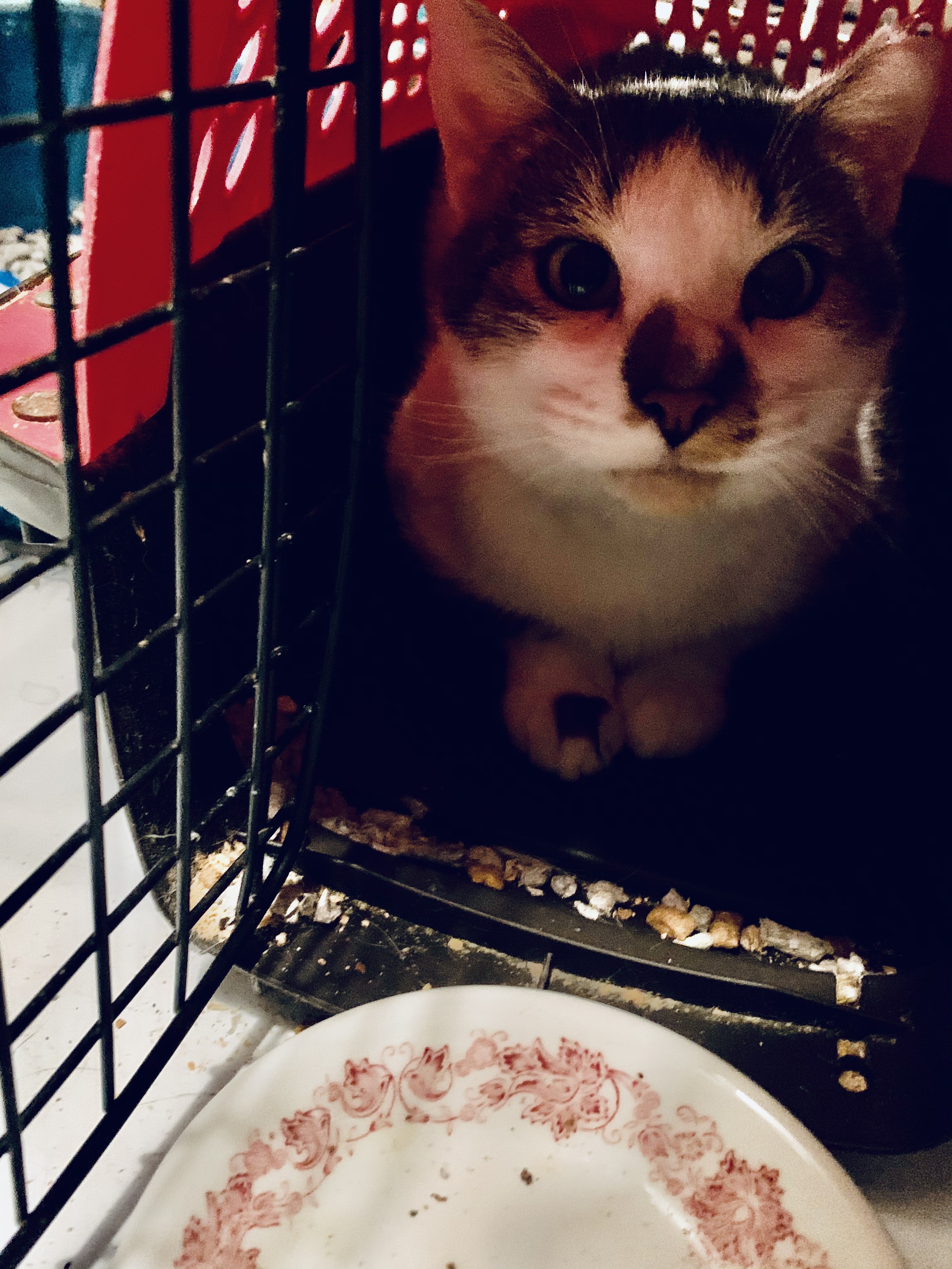 Barn cats for adoption, Adult Male American Shorthair