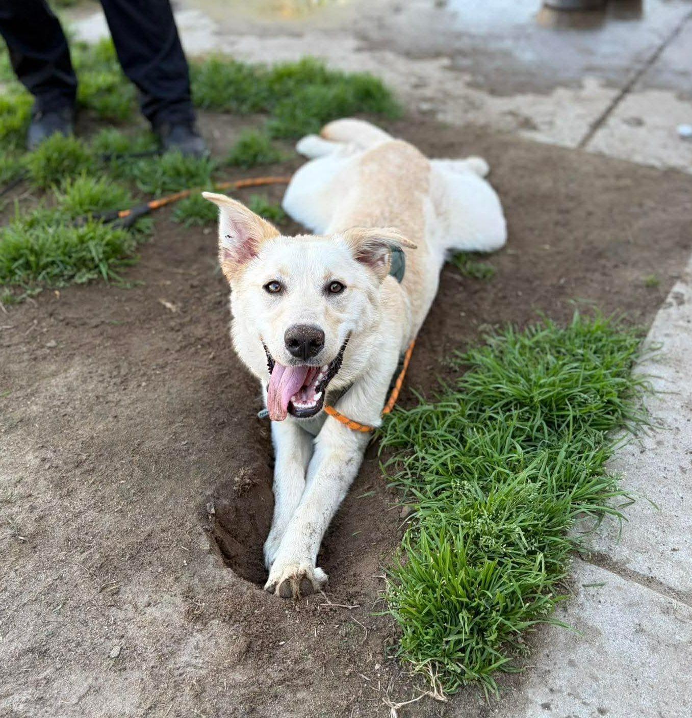 Mac, Adoptable, Young Male Labrador Retriever & German Shepherd Dog.