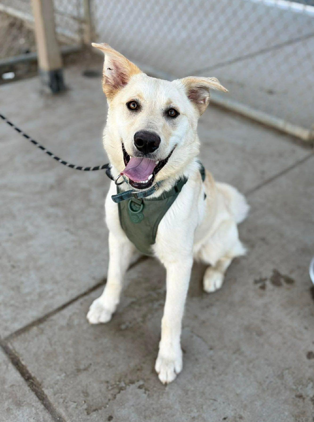 Enlarge Mac, a Adoptable mixed breed in Davis, CA image 2/3