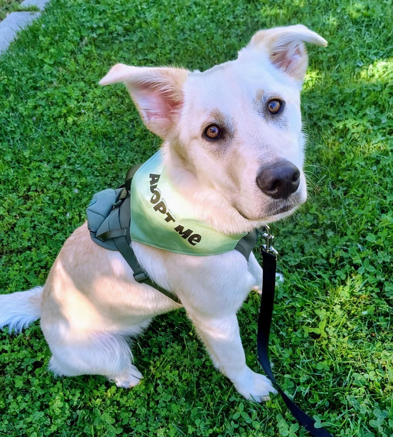 Enlarge Mac, a Adoptable mixed breed in Davis, CA image 3/3