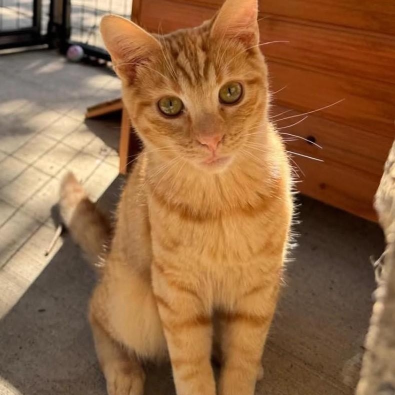 Milo photo