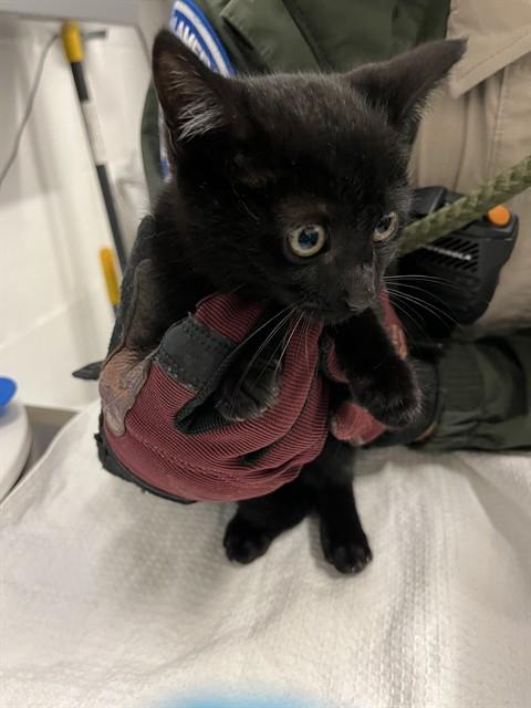 CHICKEN NOODLE, Adoptable, Kitten Female Domestic Short Hair.