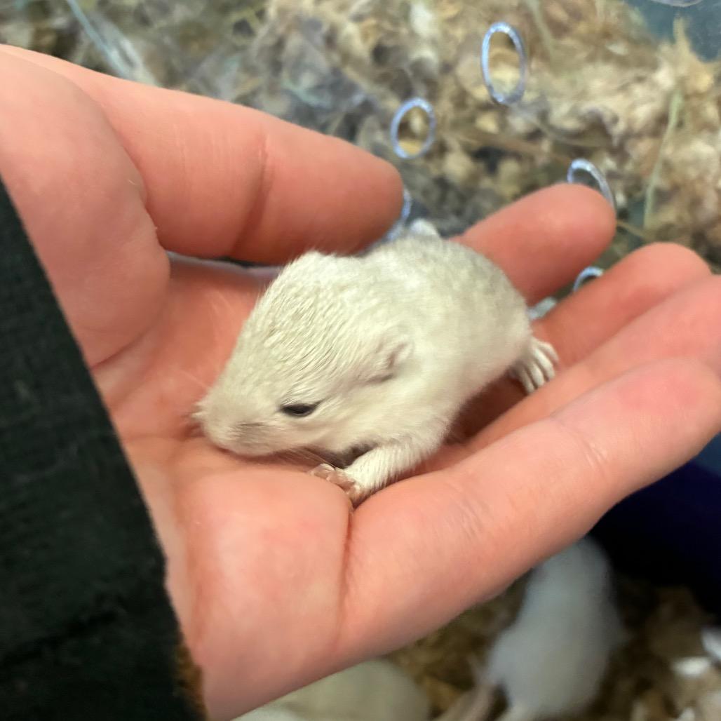 Enlarge Teeter, a Adoptable Gerbil in Providence, RI image 1/6