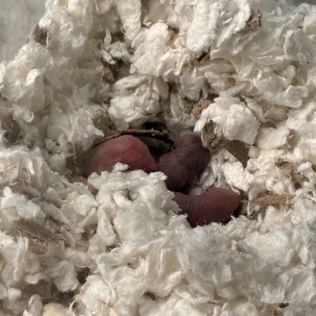 Enlarge Teeter, a Adoptable Gerbil in Providence, RI image 2/6