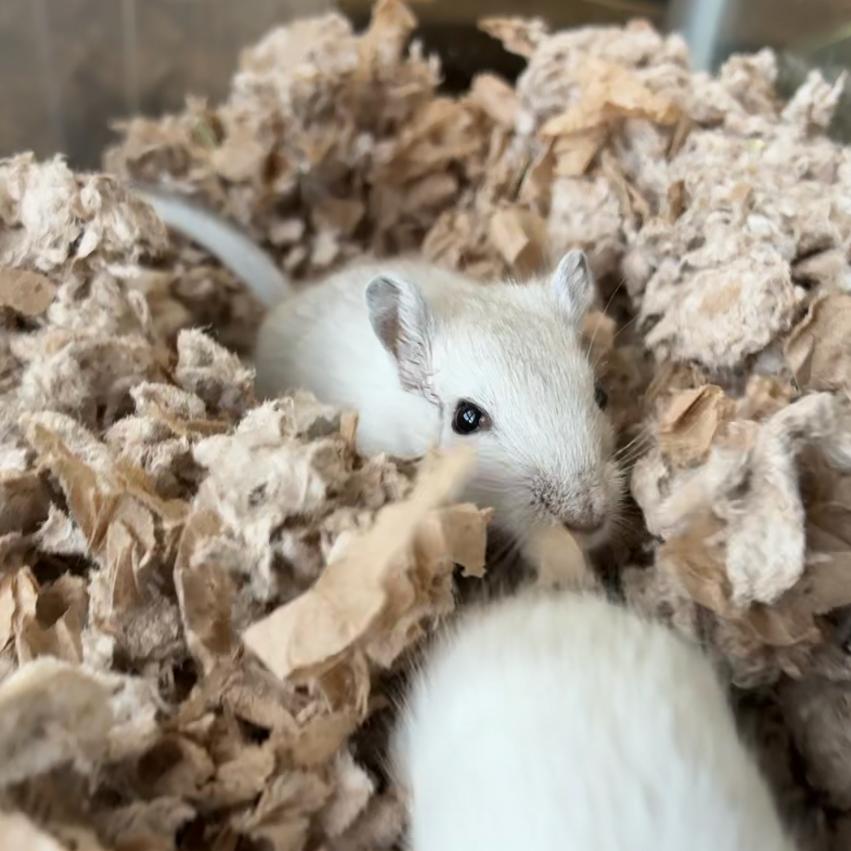 Enlarge Teeter, a Adoptable Gerbil in Providence, RI image 3/6