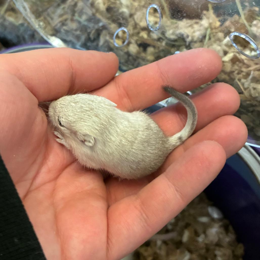 Enlarge Teeter, a Adoptable Gerbil in Providence, RI image 4/6