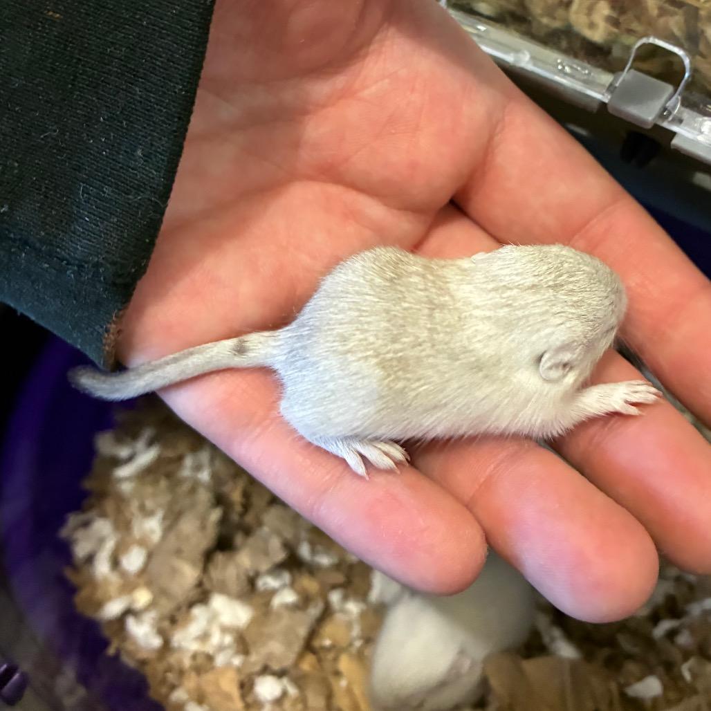 Enlarge Teeter, a Adoptable Gerbil in Providence, RI image 5/6