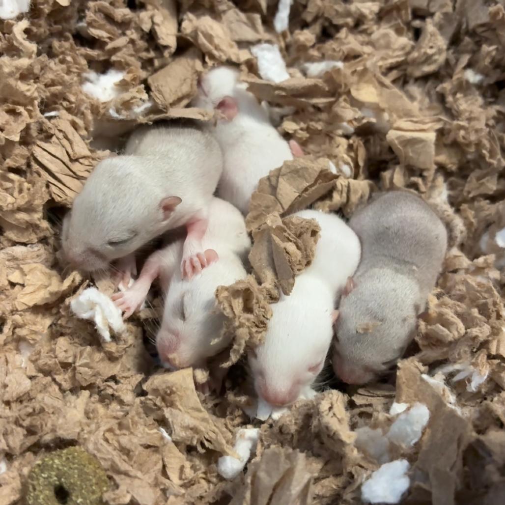 Enlarge Teeter, a Adoptable Gerbil in Providence, RI image 6/6